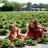 Strawberries Apr 2020